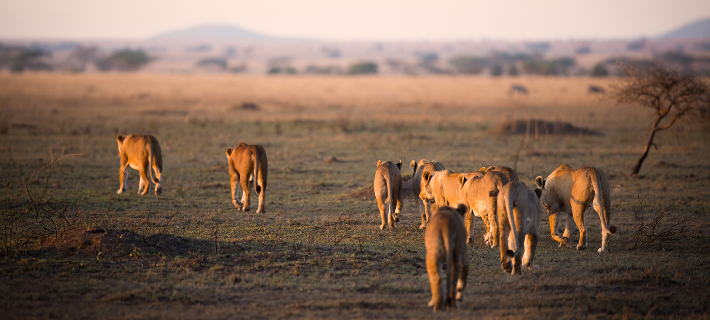 Leonas-Homepage-Image-650px
